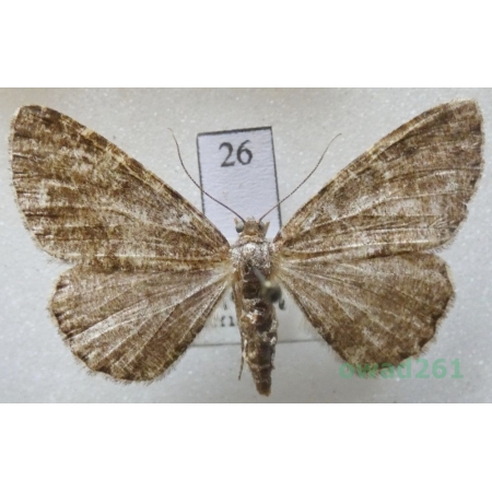 Deileptenia ribeata (Clerck, 1759) female Czech26